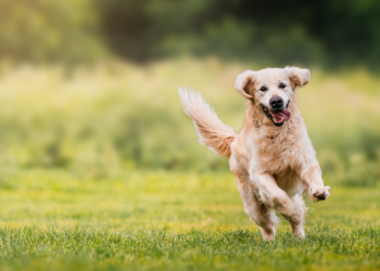 Yahoo lifestyle home