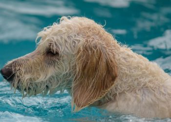 Yahoo lifestyle home