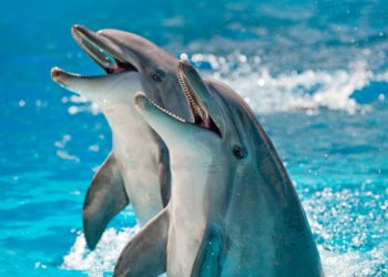 Google AI Could One Day Let You Talk to Dolphins