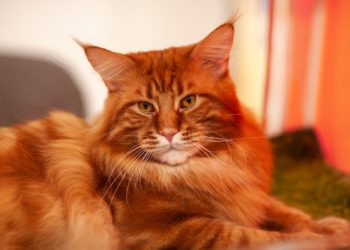 Yahoo lifestyle home