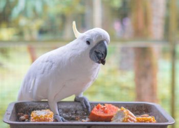 Yahoo lifestyle home