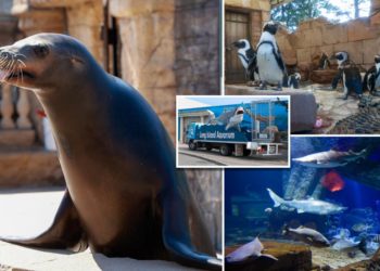 Inside LI Aquarium’s massive shark tank where visitors dive with ‘Jaws’-like monsters on spot’s 25th anniversary