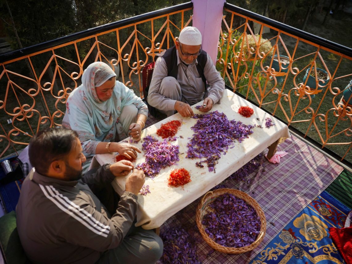 Kashmir’s famed saffron faces devastating new terror: Porcupines