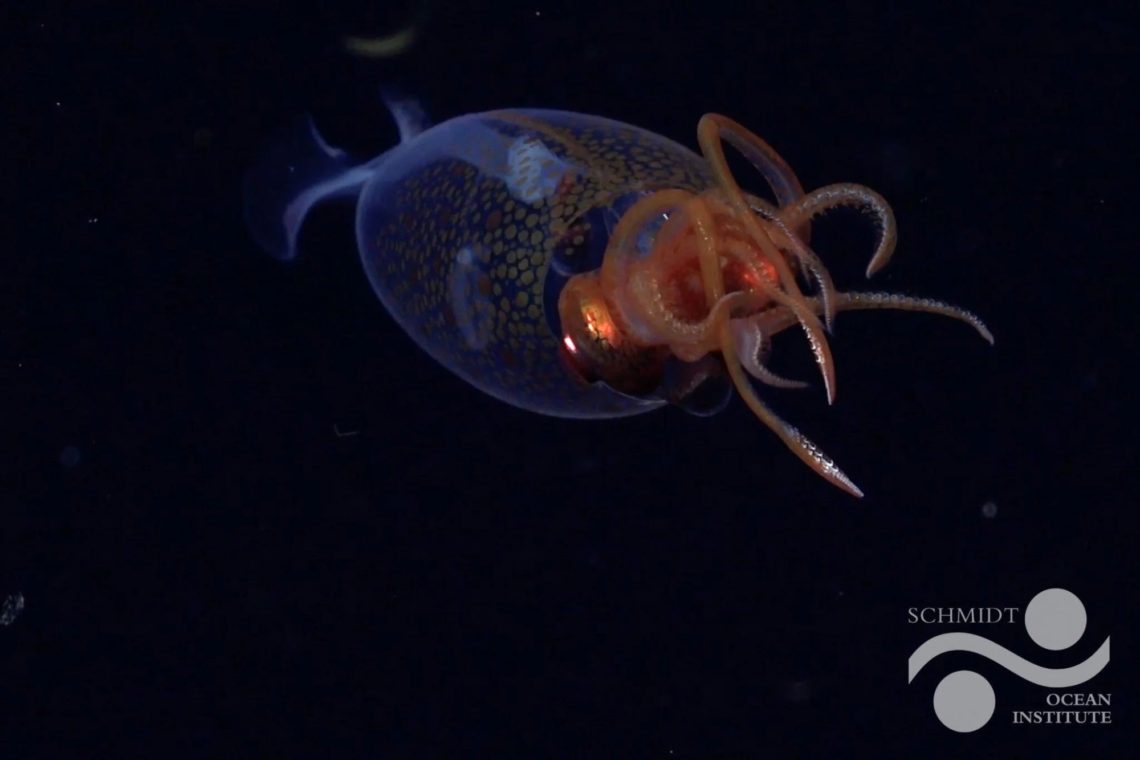 Live Colossal Squid Filmed in Deep Sea for the First Time—and It’s a Baby