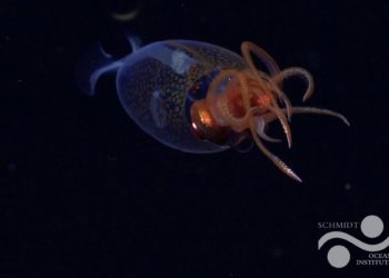 Live Colossal Squid Filmed in Deep Sea for the First Time—and It’s a Baby