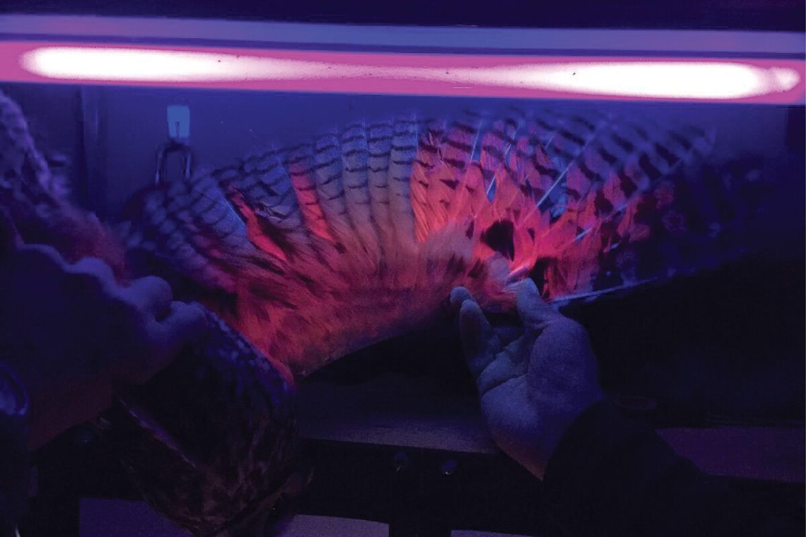 Long-eared Owl Feathers Glow, New Research Finds