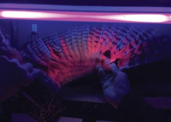 Long-eared Owl Feathers Glow, New Research Finds