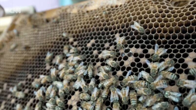 MAGA Beekeeper Admits Trump Tariffs Have Cost Him Half His Business