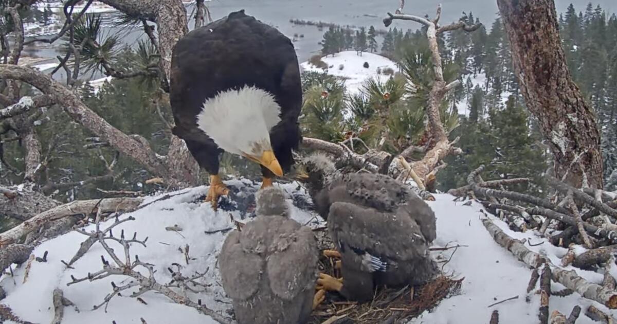 Meet Sunny and Gizmo, Big Bear’s newest bald eagle residents DNyuz