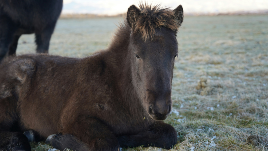 Yahoo lifestyle home