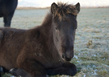 Yahoo lifestyle home