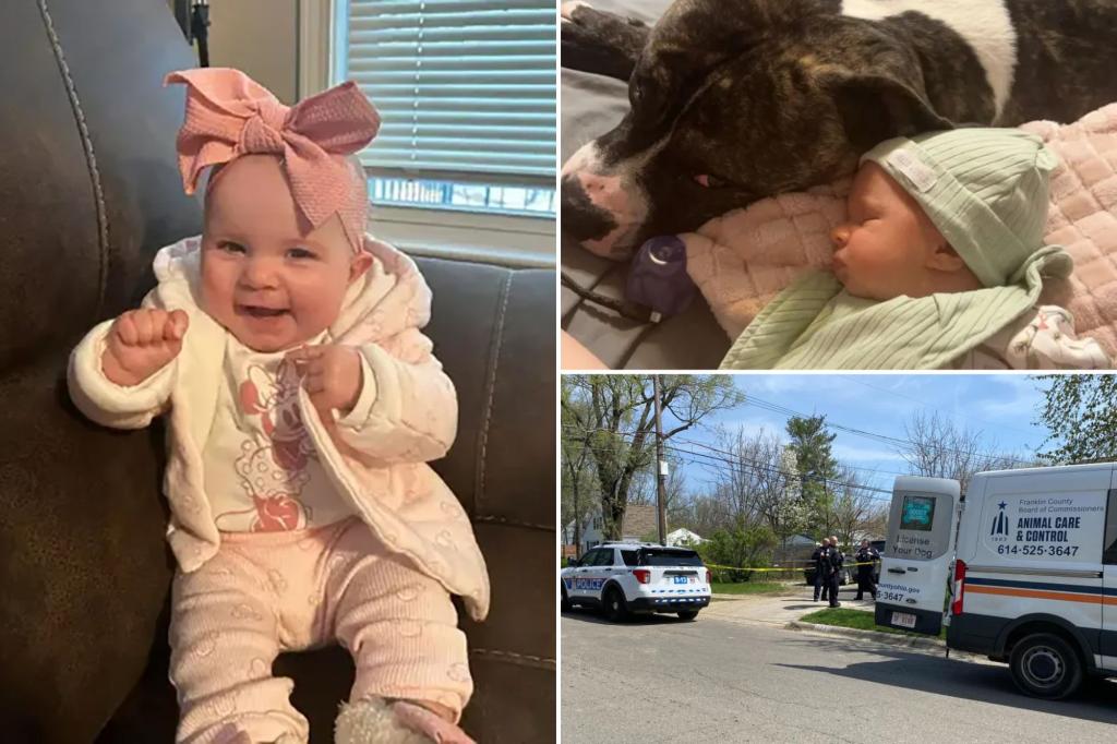 Ohio baby killed by family pit bull as grieving mother laments: ‘I will never understand why’