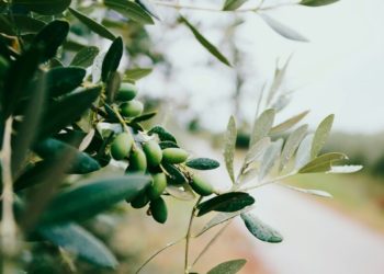 Olive Leaf Tea Sounds Like a Perfectly Healthy Drink. Scientists Aren’t So Sure