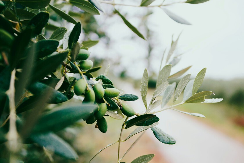 Olive Leaf Tea Sounds Like a Perfectly Healthy Drink. Scientists Aren’t So Sure