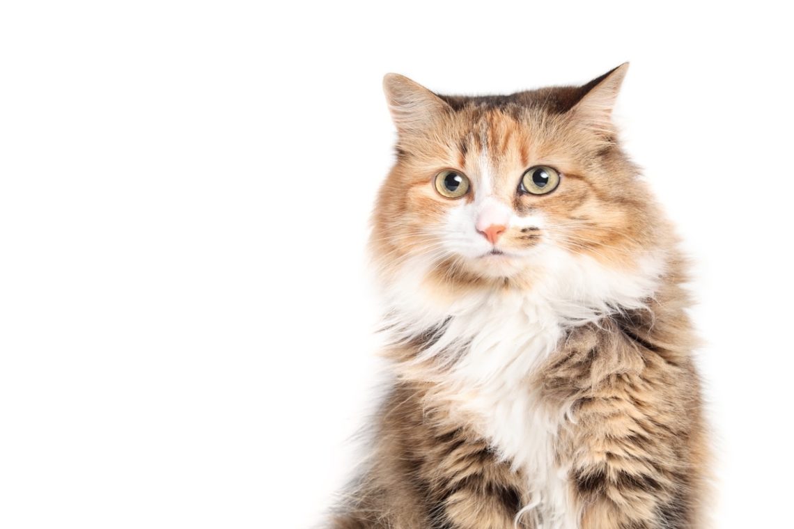 Yahoo lifestyle home