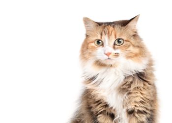 Yahoo lifestyle home