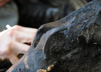 Report: Scientists Genetically Engineer Long-Extinct Dire Wolves