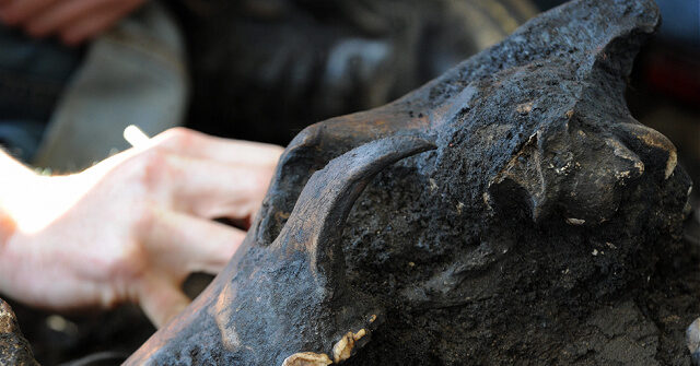 Report: Scientists Genetically Engineer Long-Extinct Dire Wolves