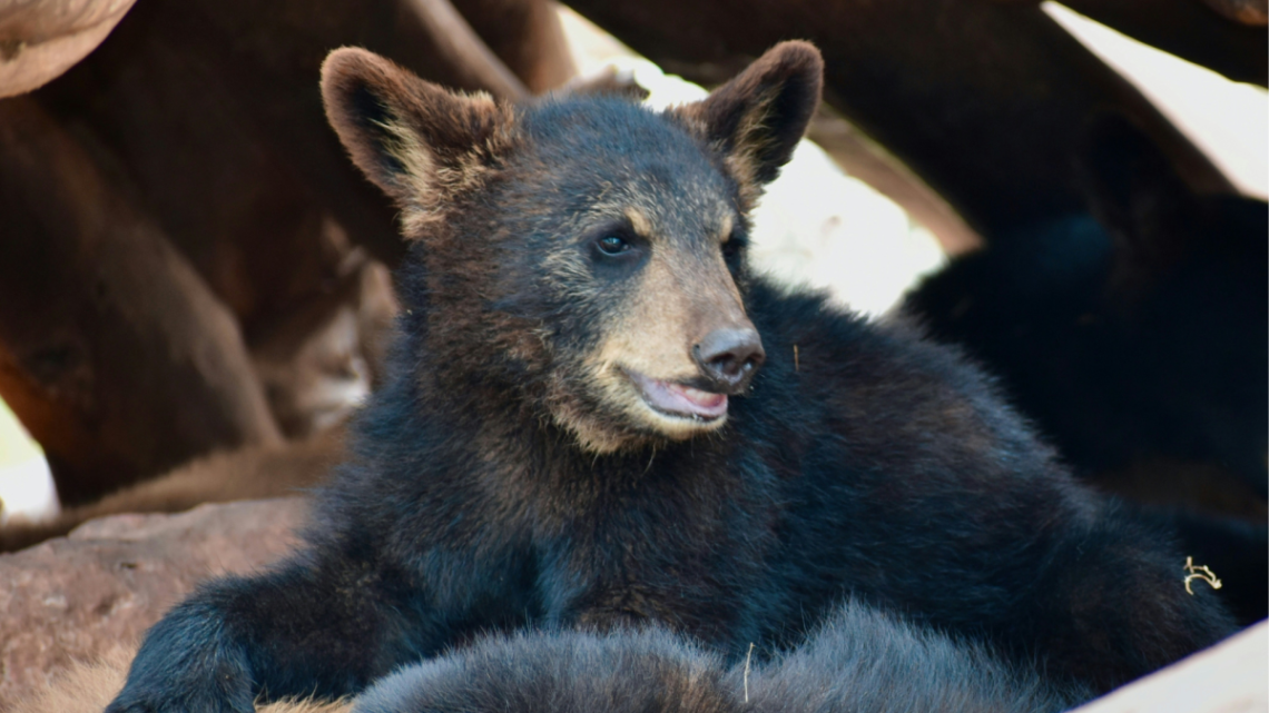 Yahoo lifestyle home