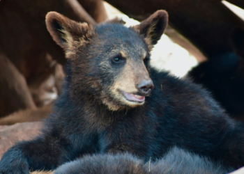 Yahoo lifestyle home