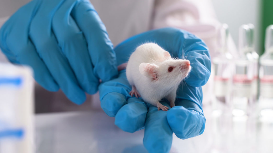 Researchers extended mice lifespans by 33%, but will it work on humans?