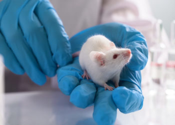 Researchers extended mice lifespans by 33%, but will it work on humans?