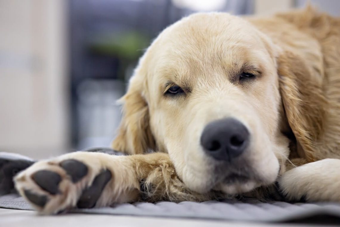 Yahoo lifestyle home