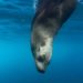 There’s a Reason Why Sea Lions in California Are Acting Weird. It’s the Poison in the Ocean