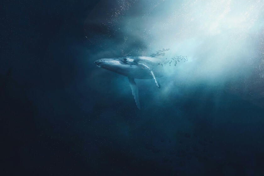 Thousands of Marine Ecosystems Depend on One Thing: Whale Pee and Poop