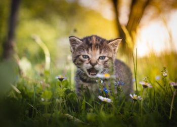 Yahoo lifestyle home