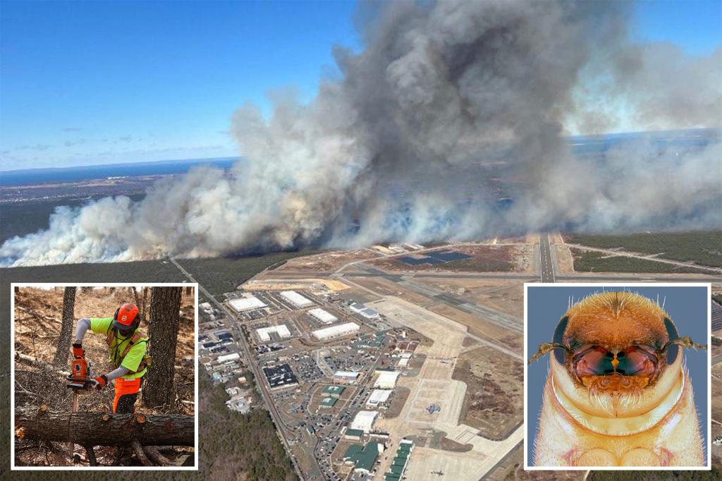 Tree-killing beetle may cause more wildfires, Long Island officials warn