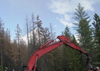 Trump Raises Logging Quota 25% to Harvest Timber, Prevent Fires
