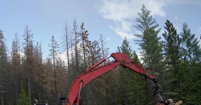 Trump Raises Logging Quota 25% to Harvest Timber, Prevent Fires