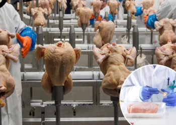 USDA withdraws plan to limit salmonella levels in raw poultry