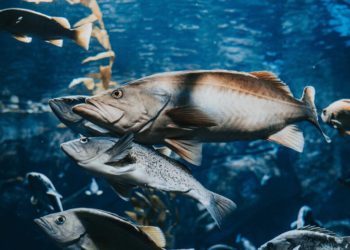 We’ve Been Drugging Salmon With Cocaine and Anxiety Meds. That Makes Them Behave Strangely