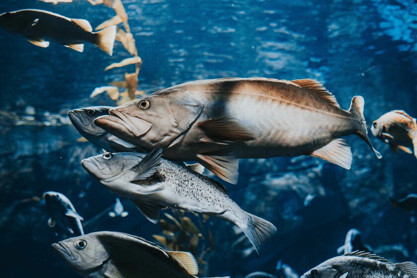 We’ve Been Drugging Salmon With Cocaine and Anxiety Meds. That Makes Them Behave Strangely