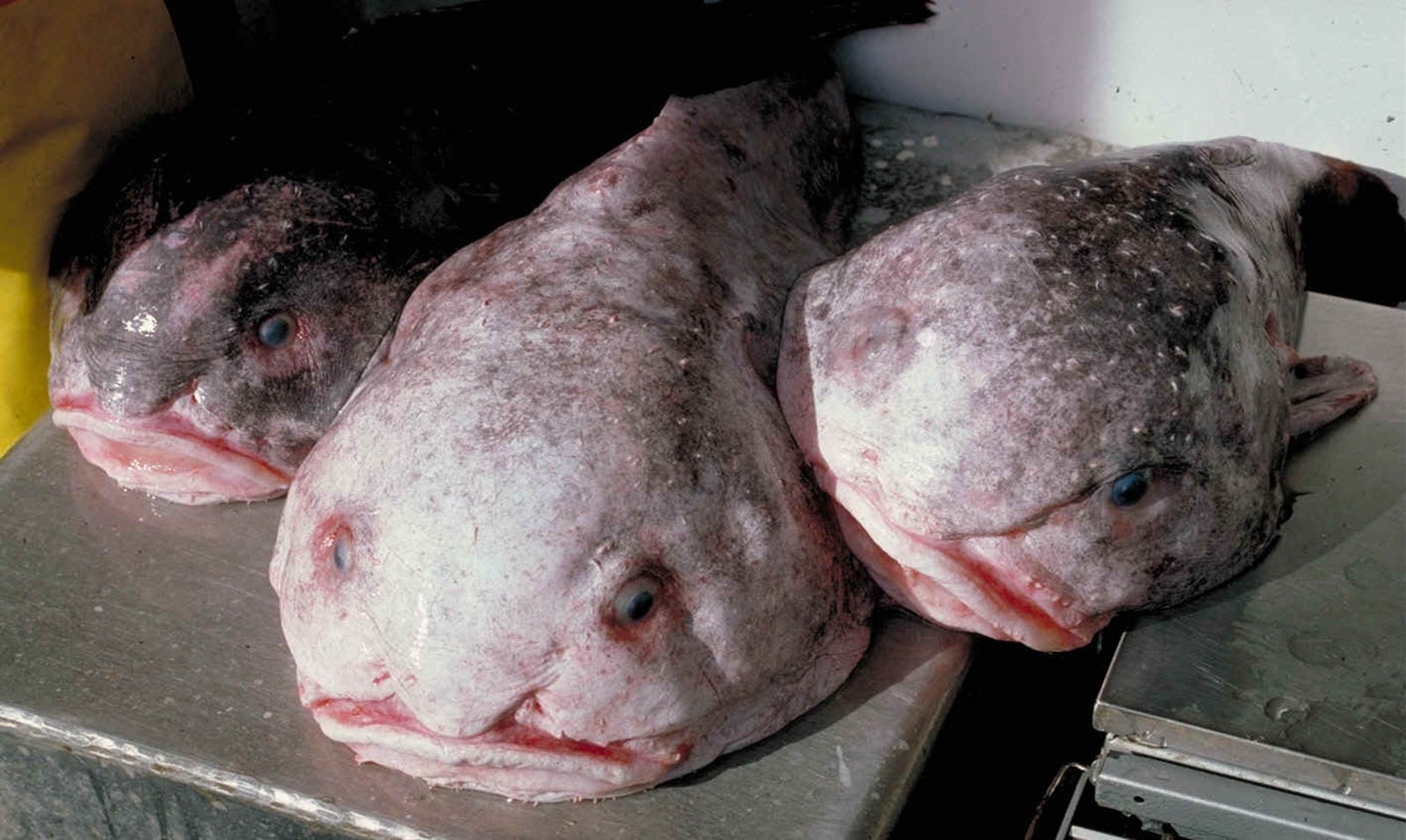 Three grayish fishes with red, frowning mouths and wide flat noses