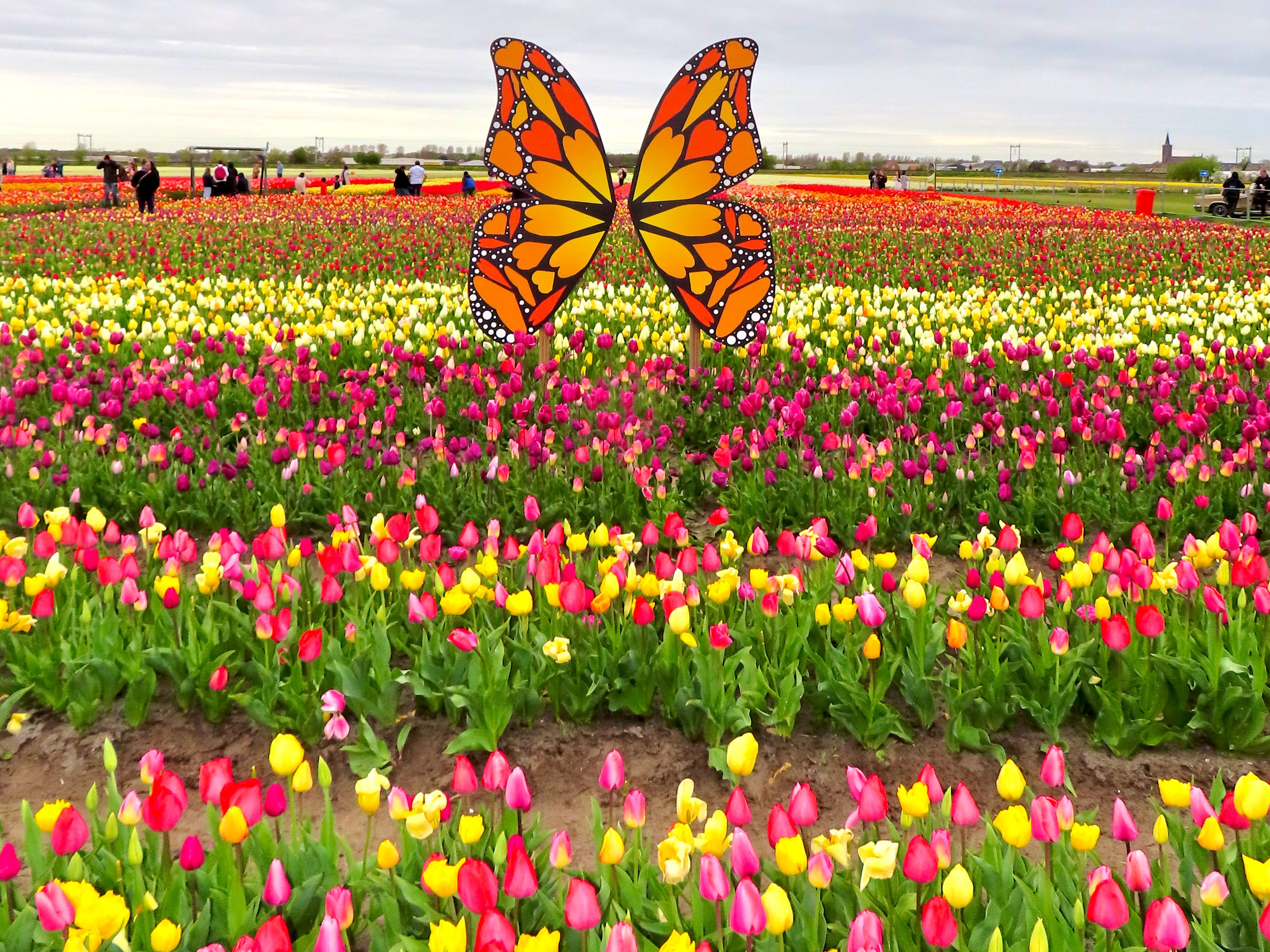 Large wooden butterfly wings in the middle of thousands of colorful tulips.