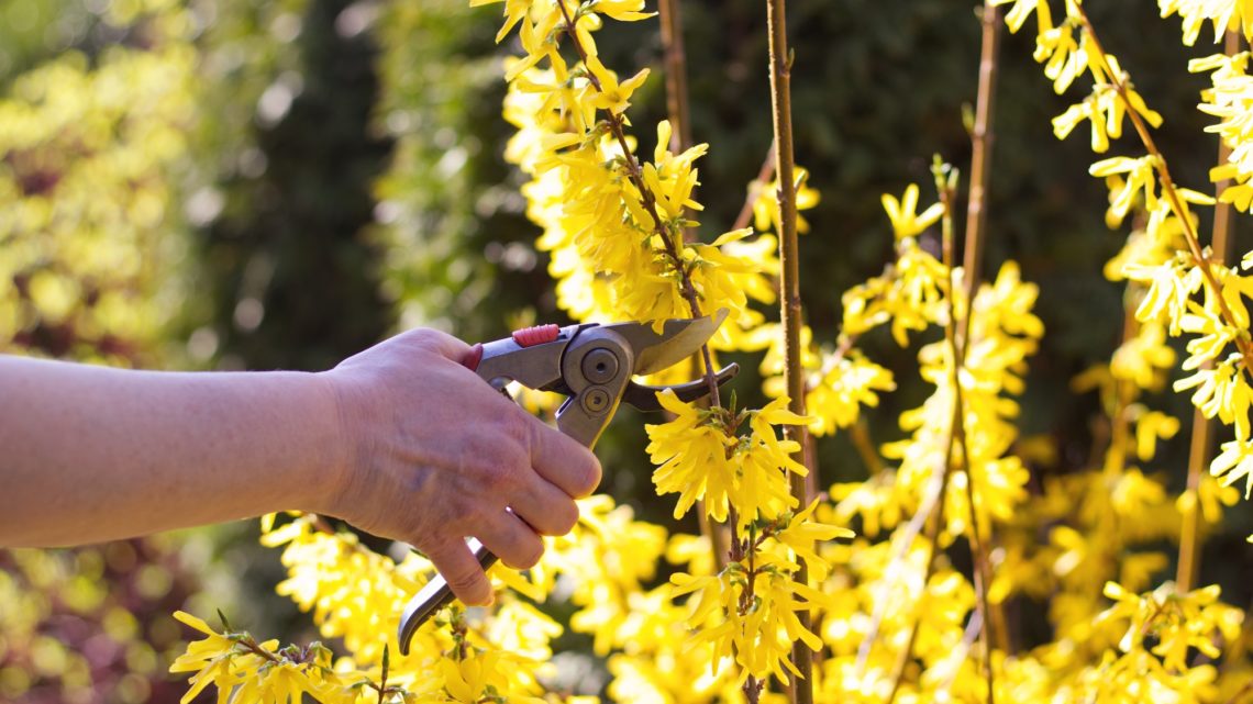 Plants ‘Scream’ When They’re Cut, We Just Couldn’t Hear It. Until Now.