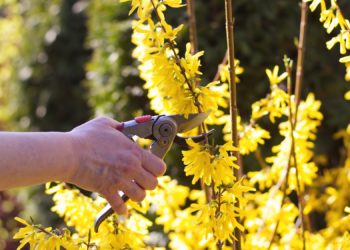 Plants ‘Scream’ When They’re Cut, We Just Couldn’t Hear It. Until Now.