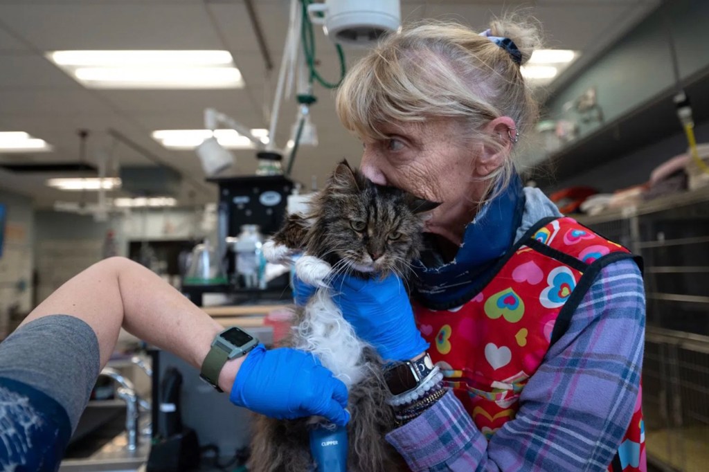 The cat only suffered two fractured canine teeth and a few fractured ribs.