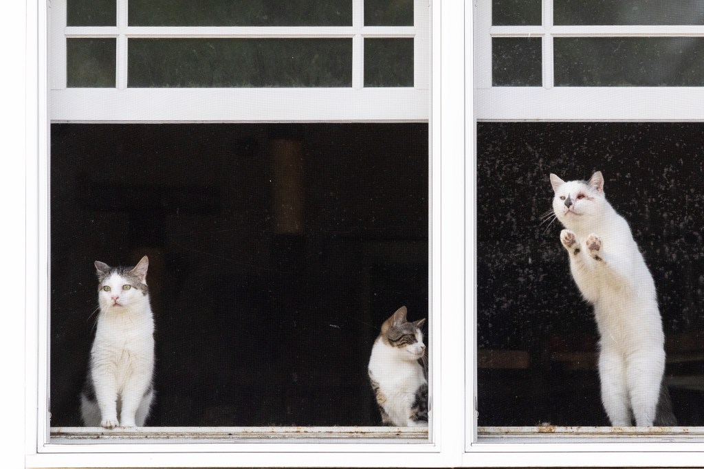 Photos captured by The Post showed multiple living cats pawing at the windows as police investigated.