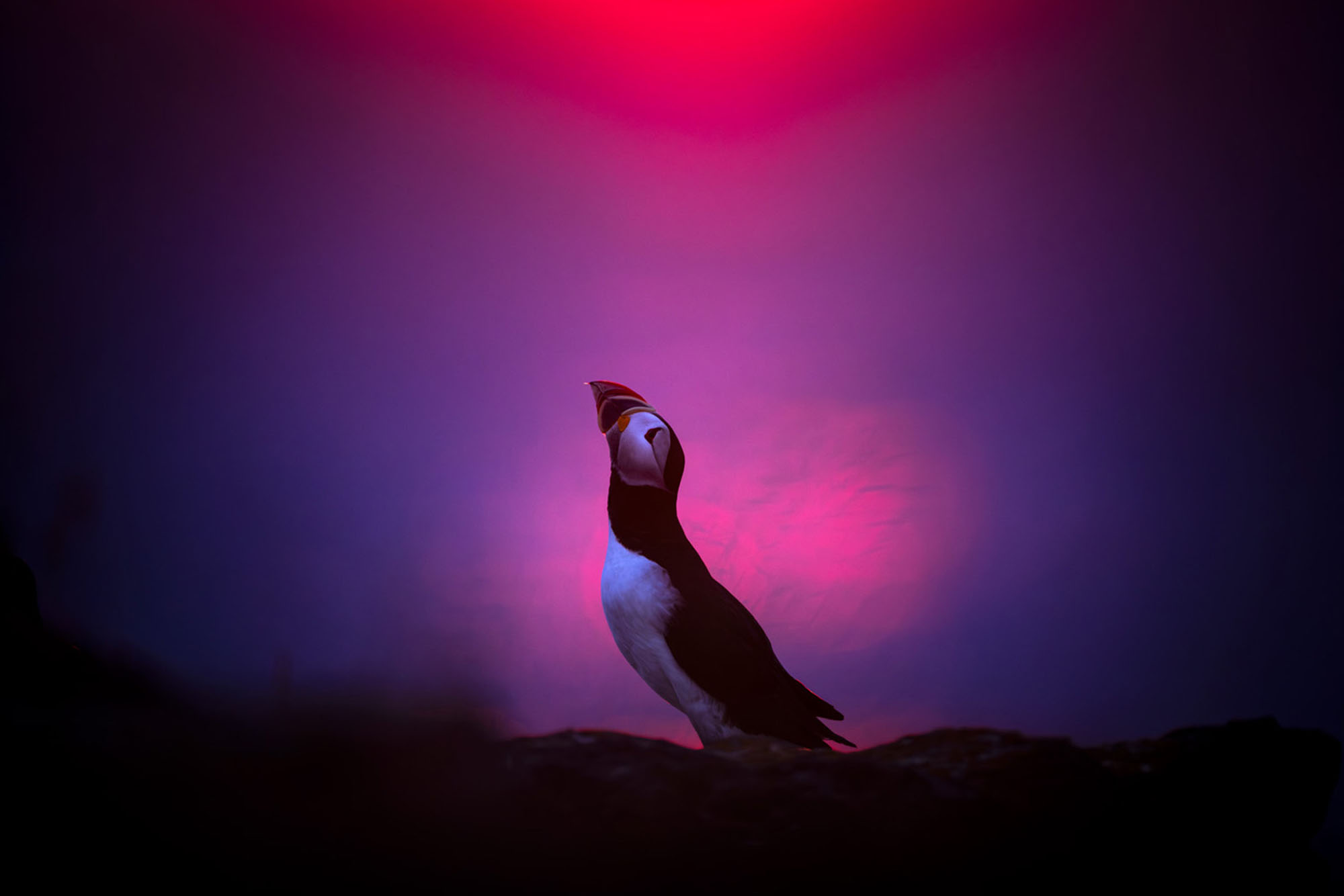 A bird lifts its head as it courts another bird.