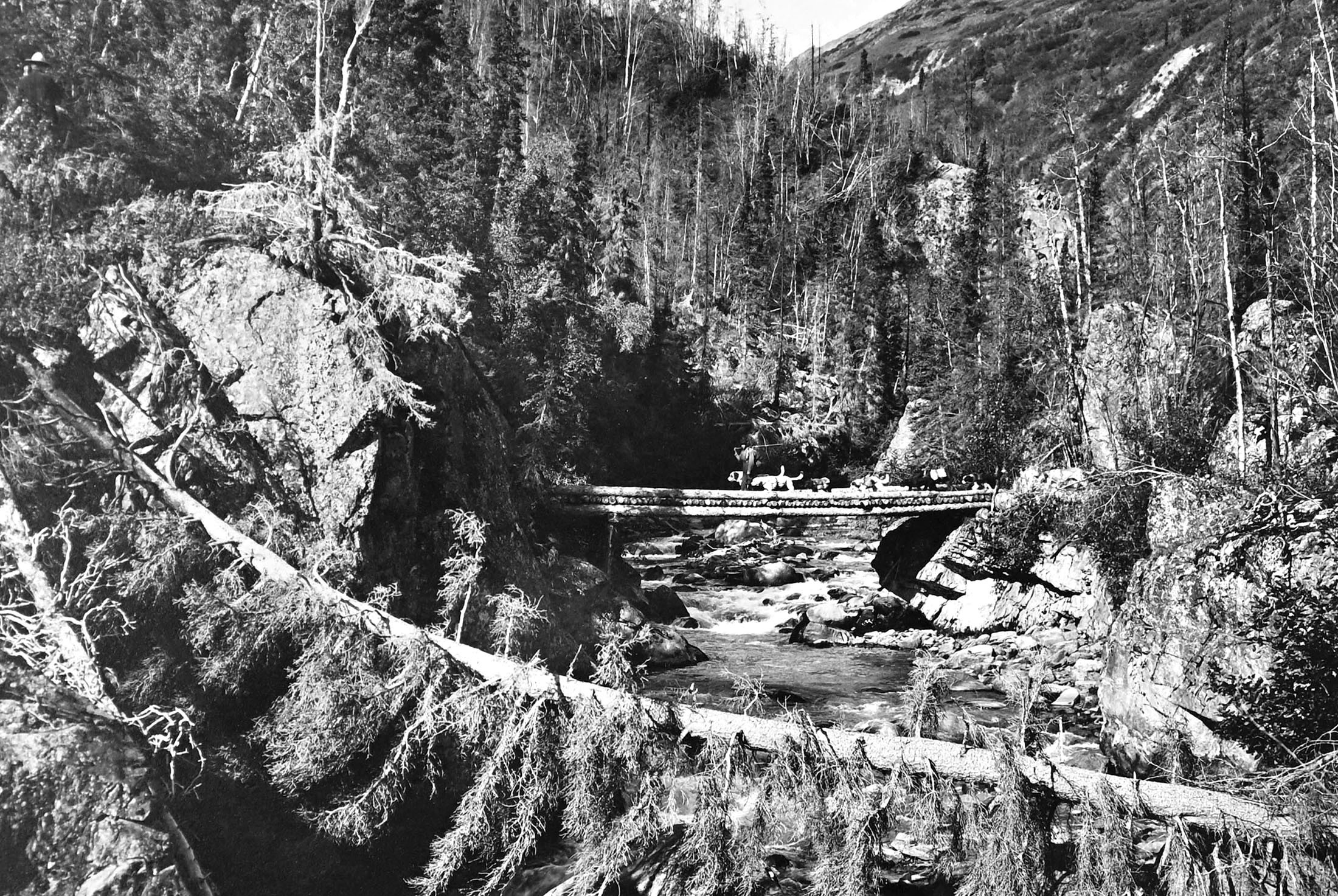 A person wearing a backpack crosses a log bridge over a creek, leading a group of at least eight dogs carrying packs.