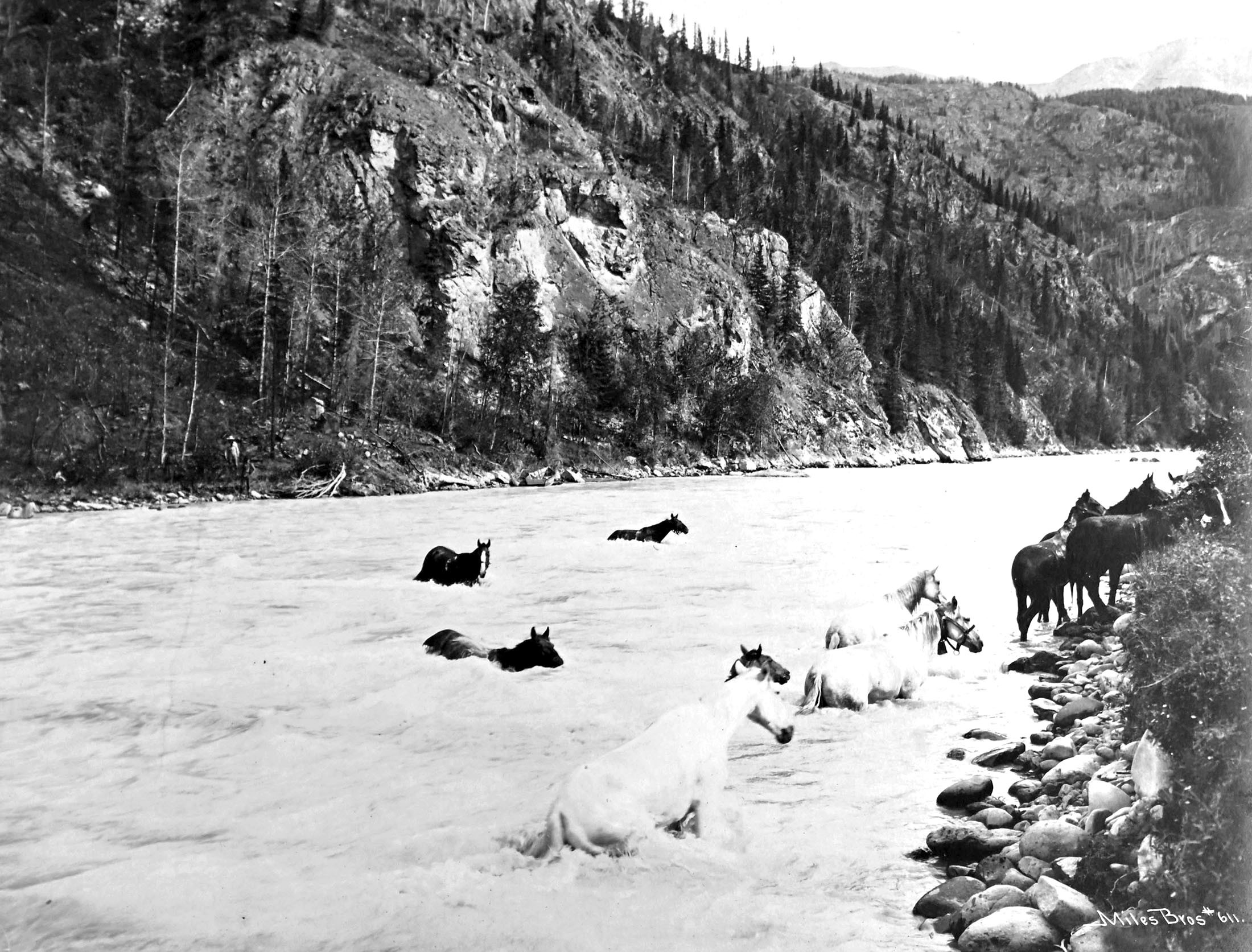 A group of horses swim and clamber across a river in a steep valley.