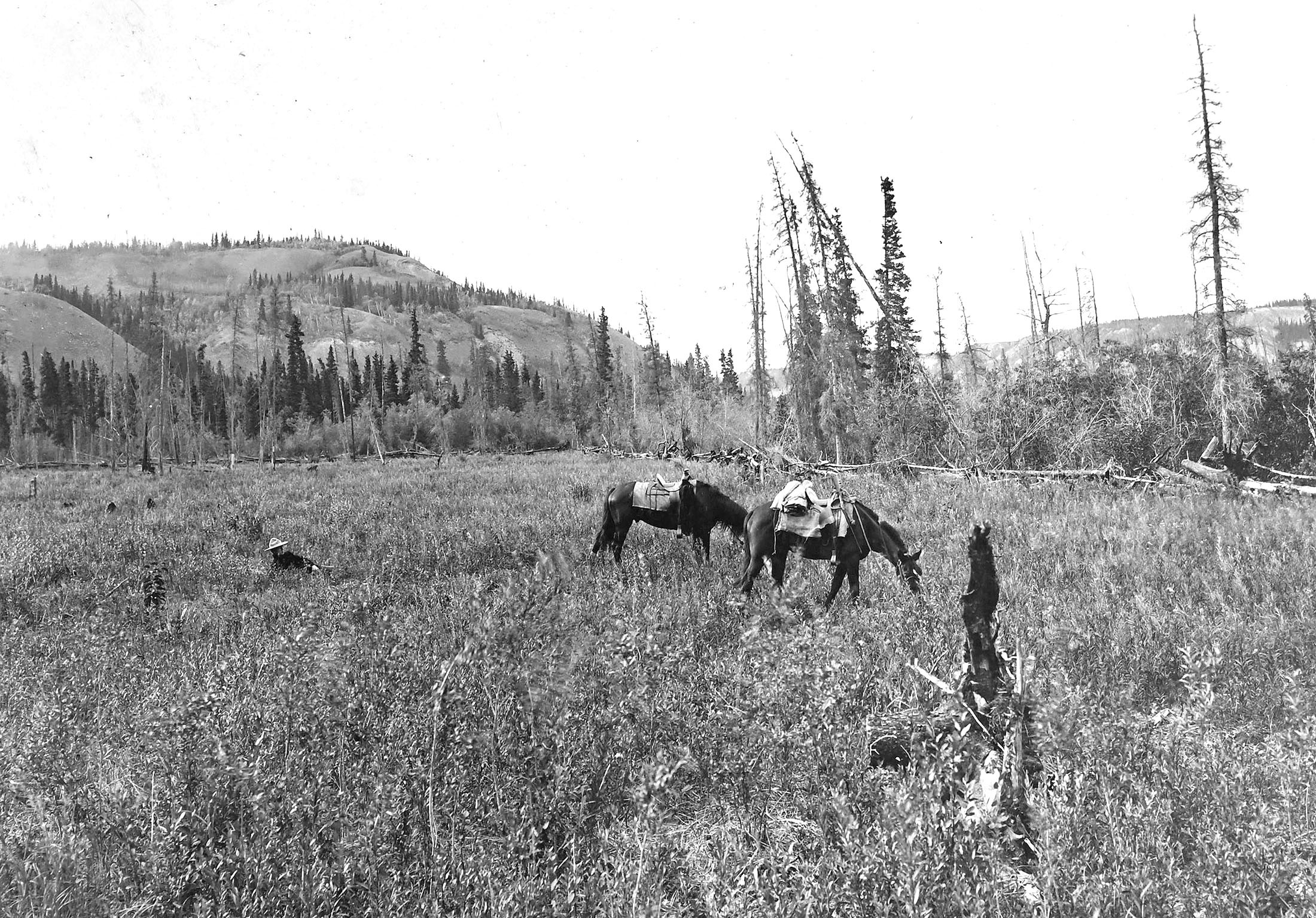 A man rests in tall grass as two horses graze nearby.