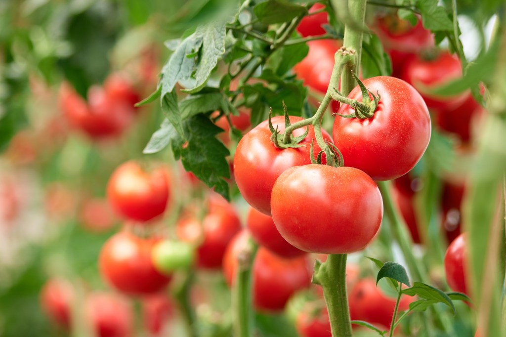 Three ripe tomatoes growing on a vine in an organic farm greenhouse during autumn harvest