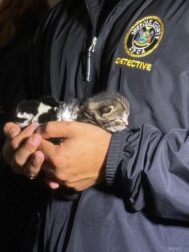 Cats rescued from Bohemia home.