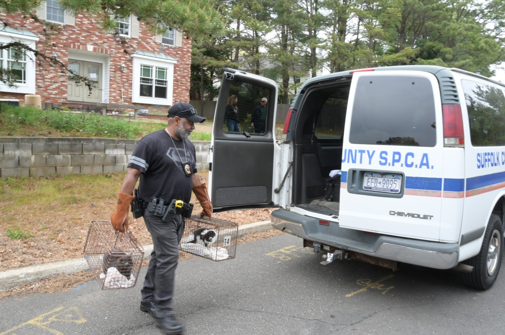 SPCA police removing cats from an unsanitary house at #3 Westminster Dr in Bohemia, causing distress to animal rescue workers.