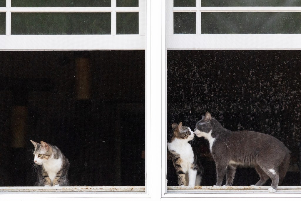 Cats inside Bohemia home.
